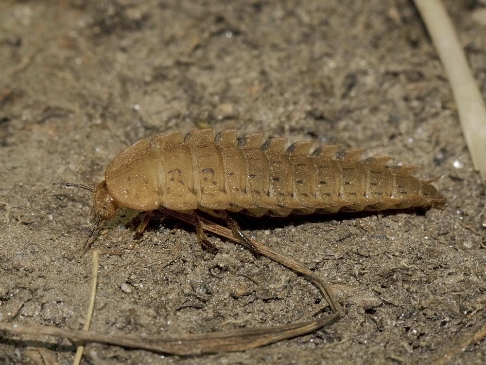 Larva di Carabidae? no, di Silphidae: Silpha obscura